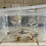 Истината за пластмасата в микровълновата печка и защо преминах изцяло на стъкло istinata-za-plastmasata-v-mikrovalnovata-pechka-i-zashto-preminah-iztsyalo.webp.webp